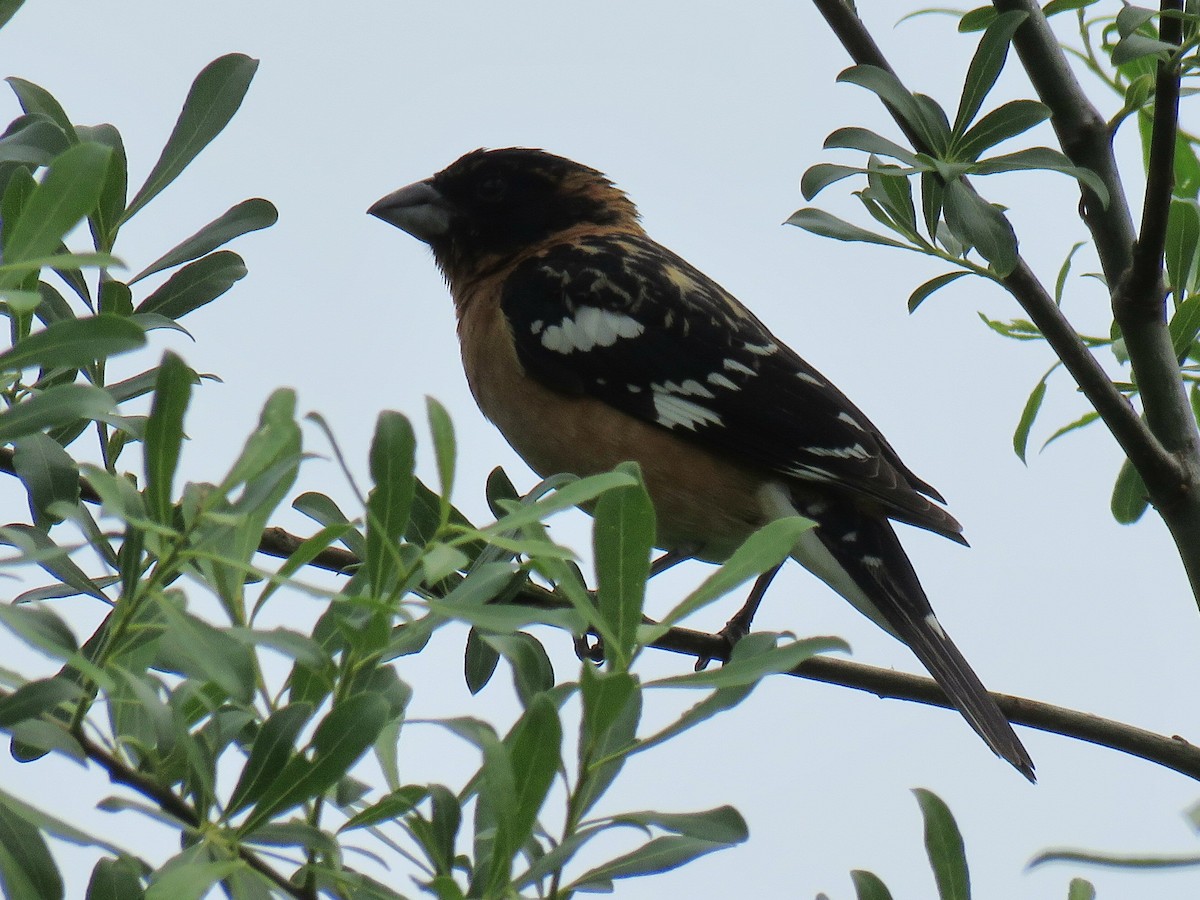 Black-headed Grosbeak - ML636365881