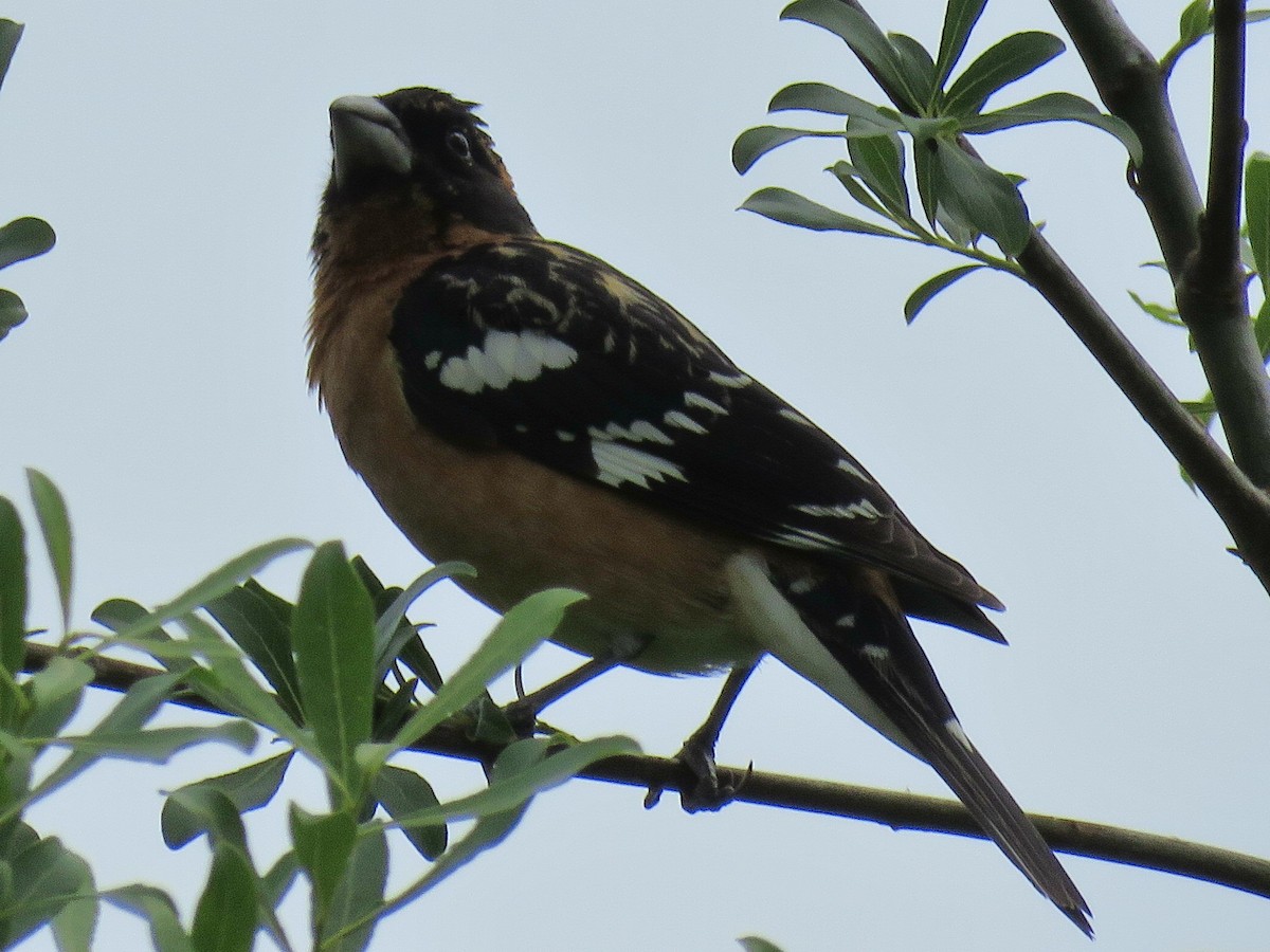 Black-headed Grosbeak - ML636365898