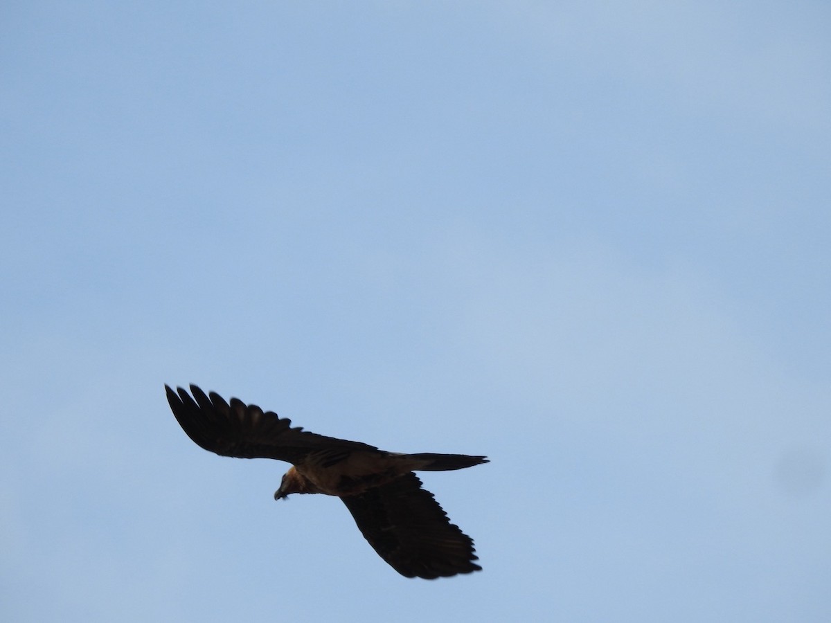 Bearded Vulture - ML636365905