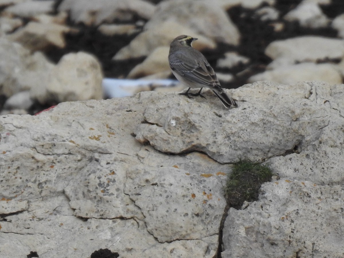 Horned Lark - ML636365969