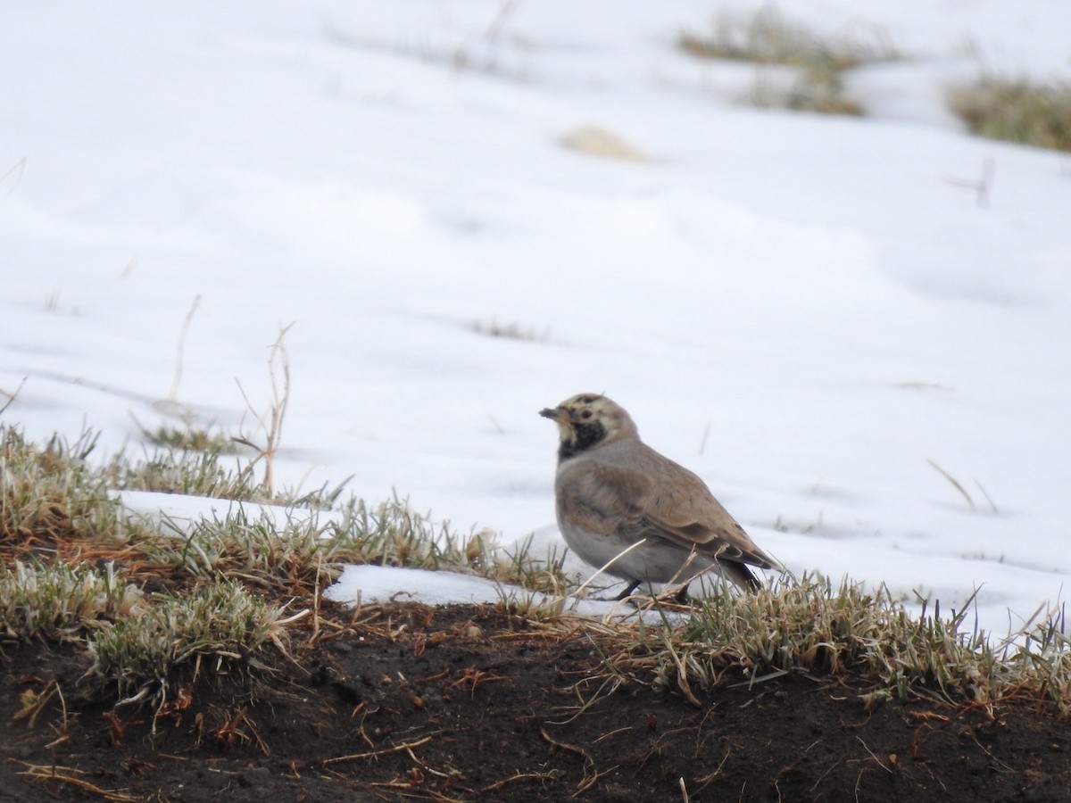 Horned Lark - ML636365970