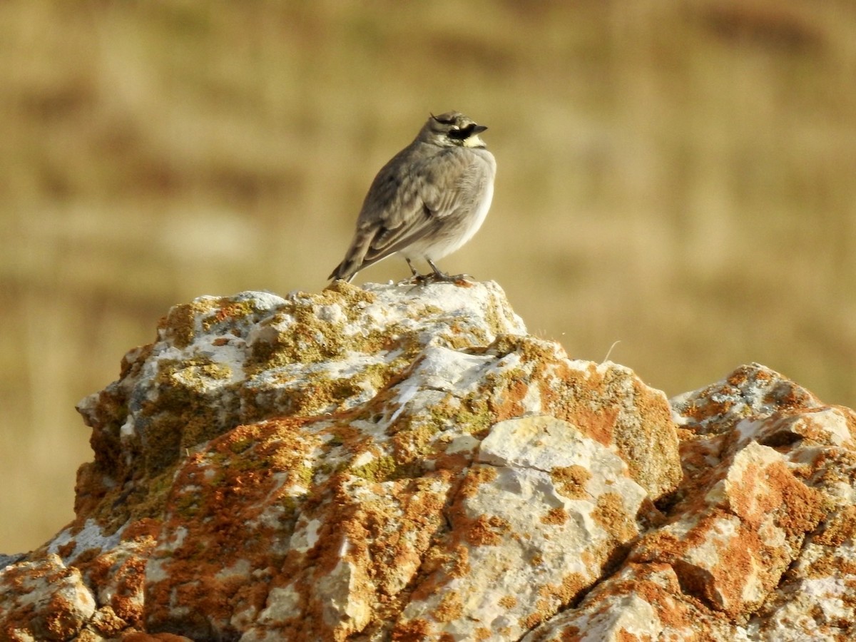 Horned Lark - ML636365971