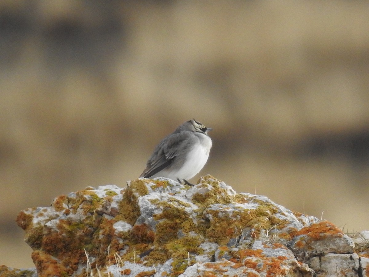 Horned Lark - ML636365972