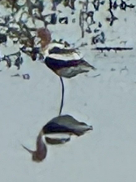American Avocet - ML636365976