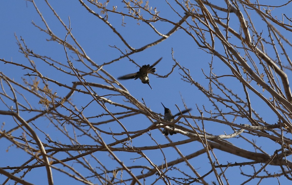 Anna's Hummingbird - ML636365980