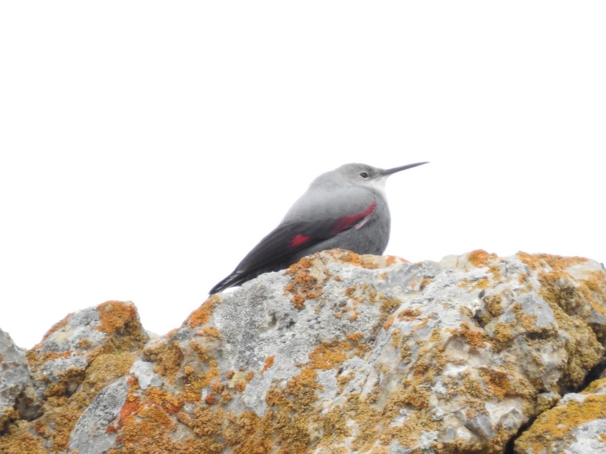 Wallcreeper - ML636366005