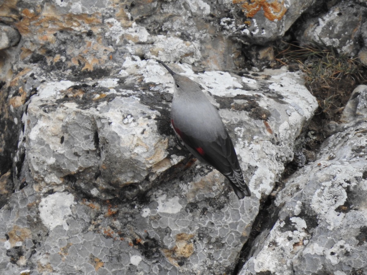 Wallcreeper - ML636366006