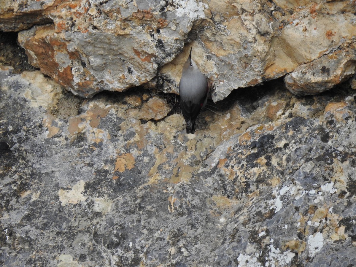 Wallcreeper - ML636366007