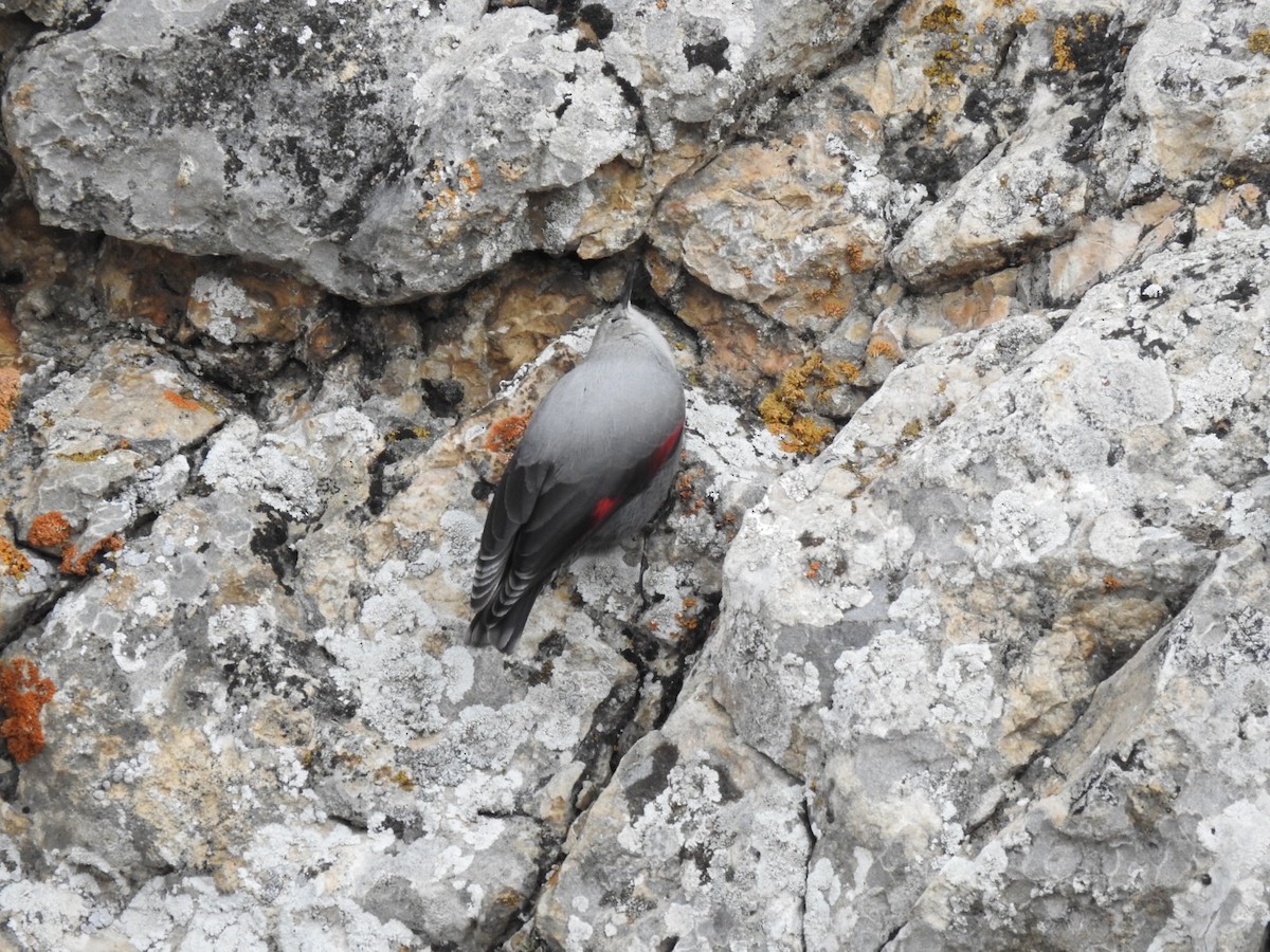Wallcreeper - ML636366008