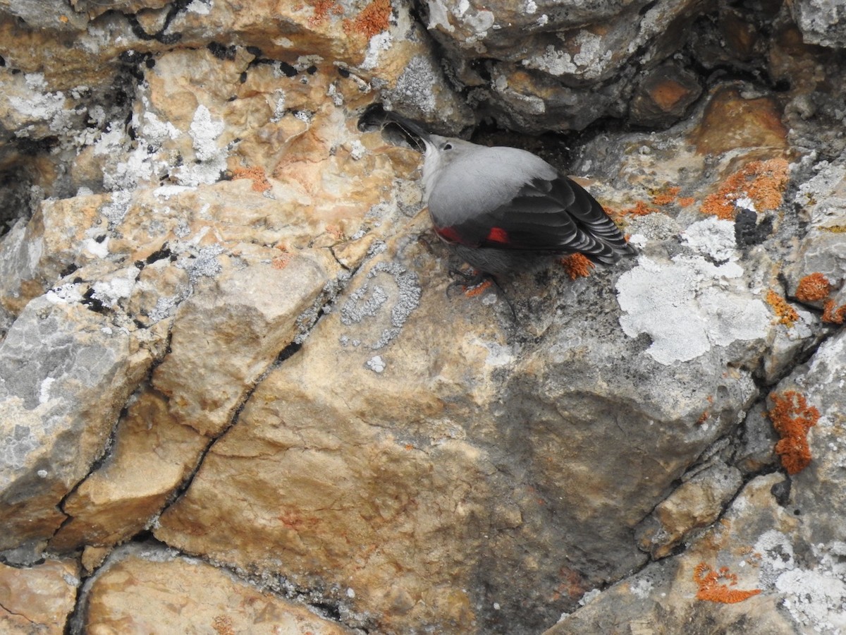 Wallcreeper - ML636366009
