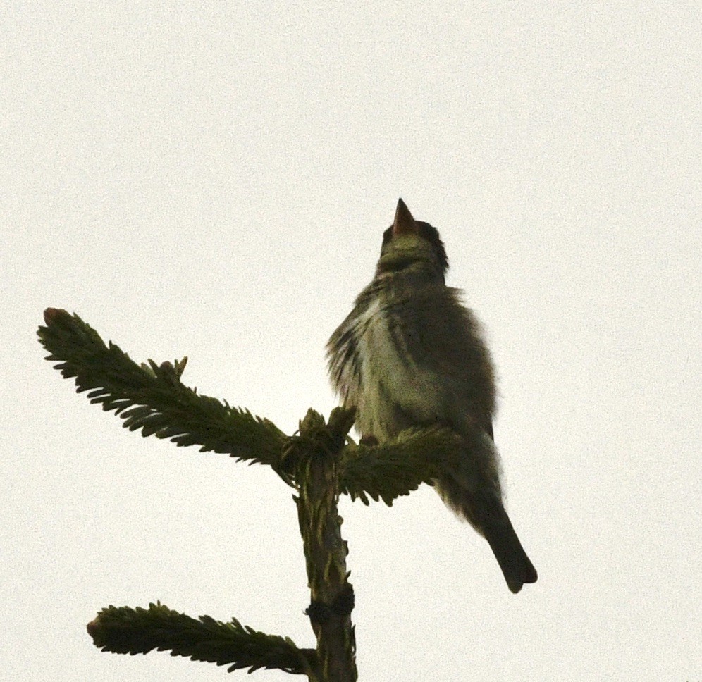 Olive-sided Flycatcher - ML636366050