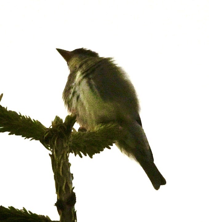 Olive-sided Flycatcher - ML636366051
