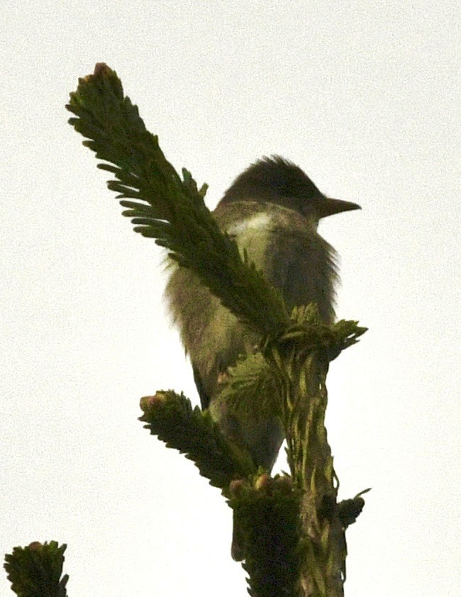 Olive-sided Flycatcher - ML636366052