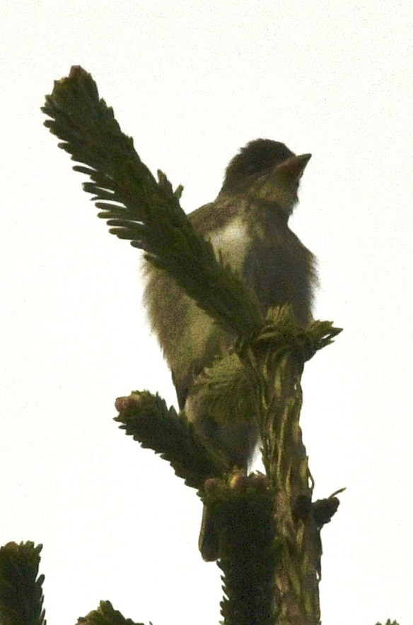 Olive-sided Flycatcher - ML636366053