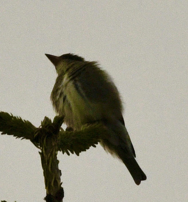 Olive-sided Flycatcher - ML636366054