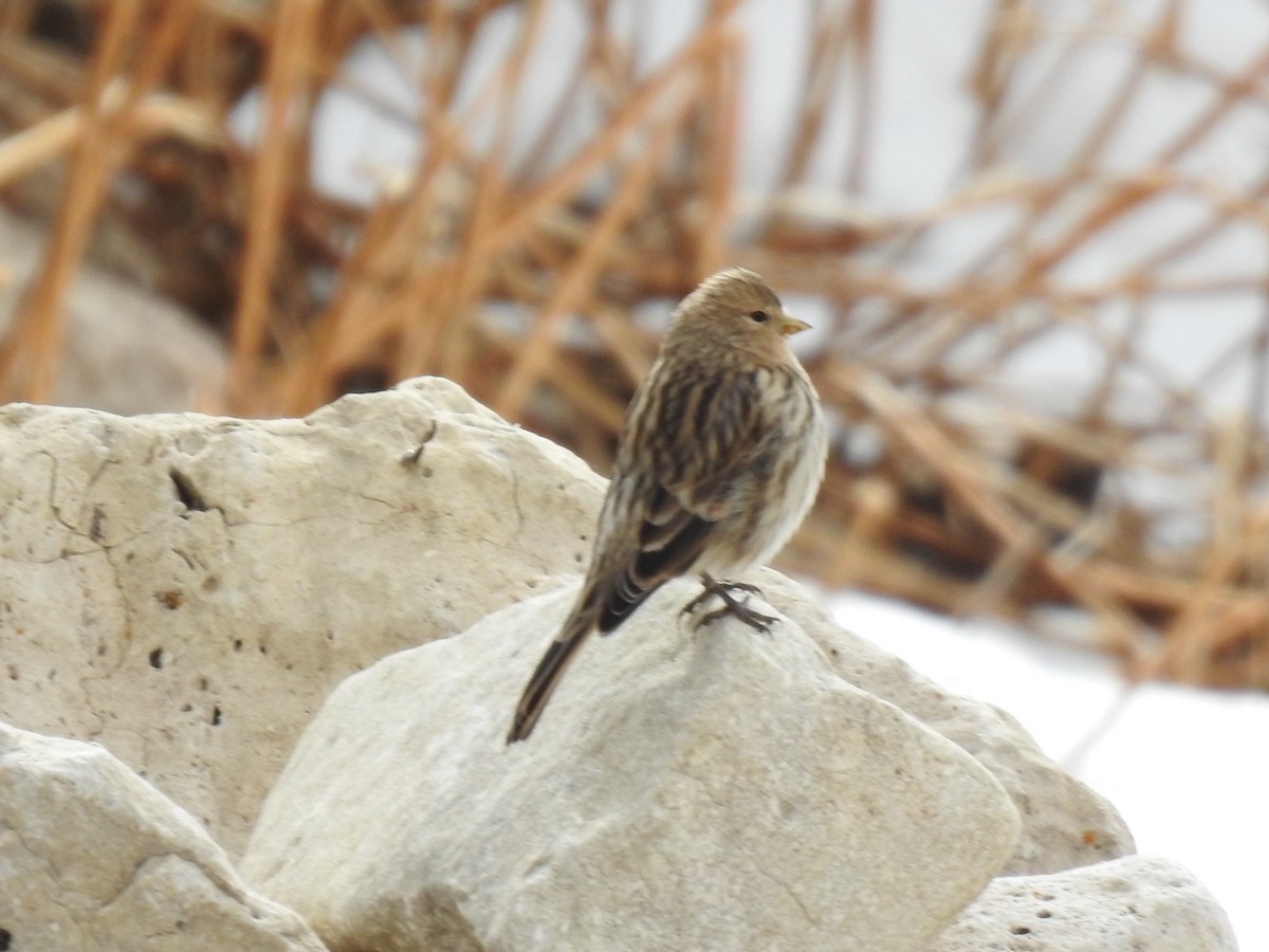 Twite - ML636366087