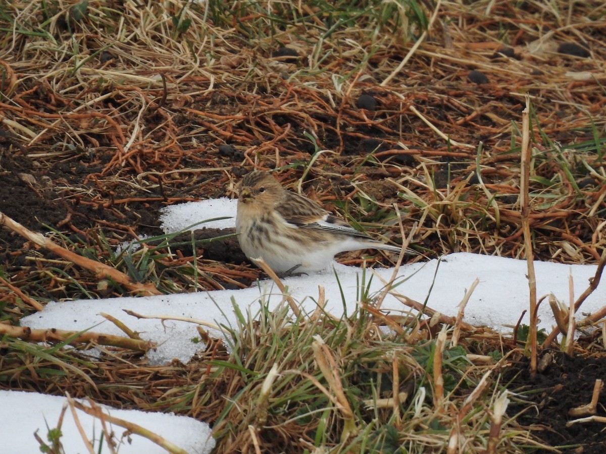 Twite - ML636366089