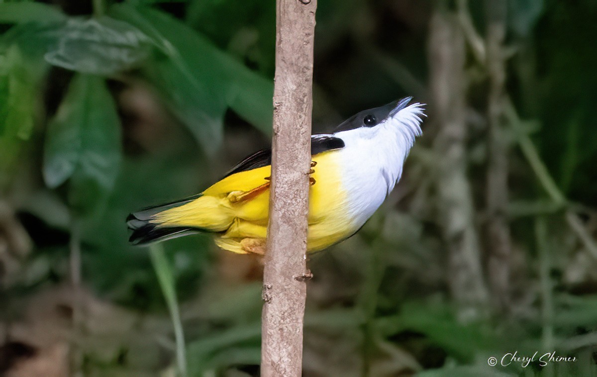 White-collared Manakin - ML636366098