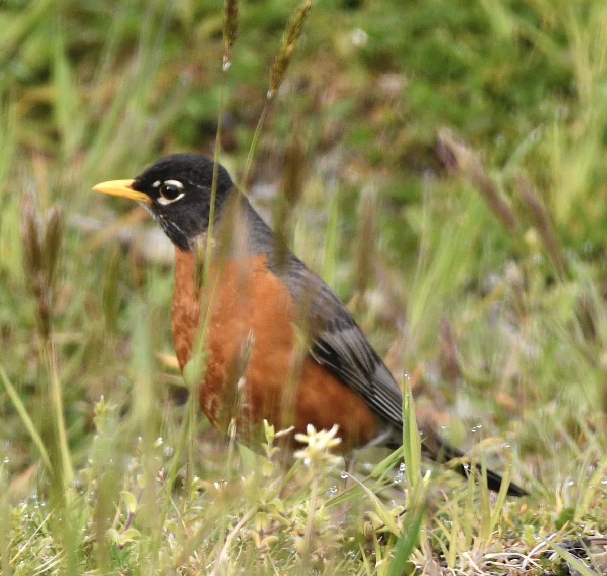 American Robin - ML636366108