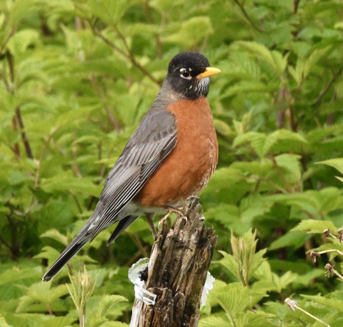 American Robin - ML636366109