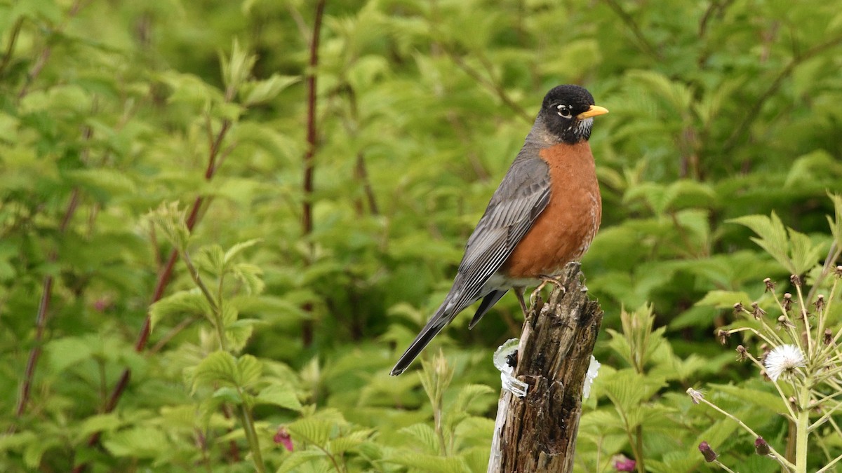 American Robin - ML636366110