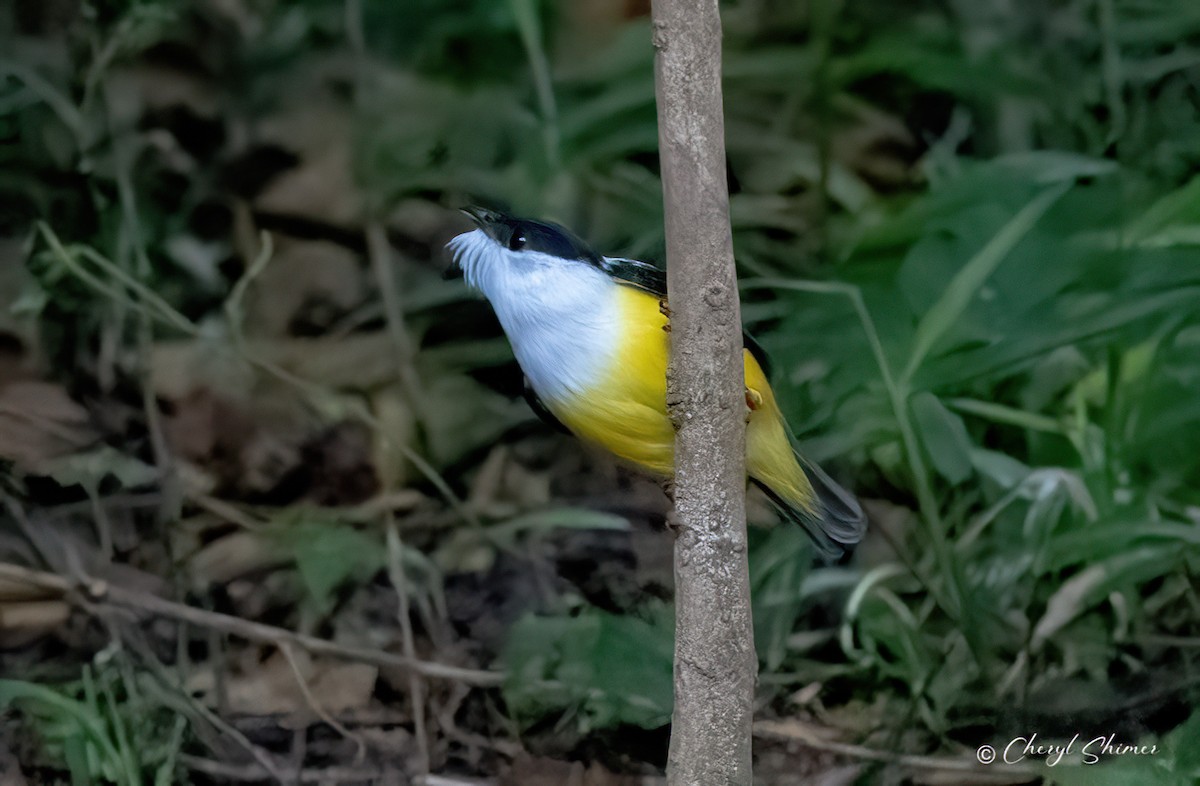 White-collared Manakin - ML636366145