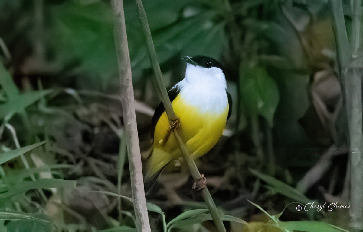 White-collared Manakin - ML636366163