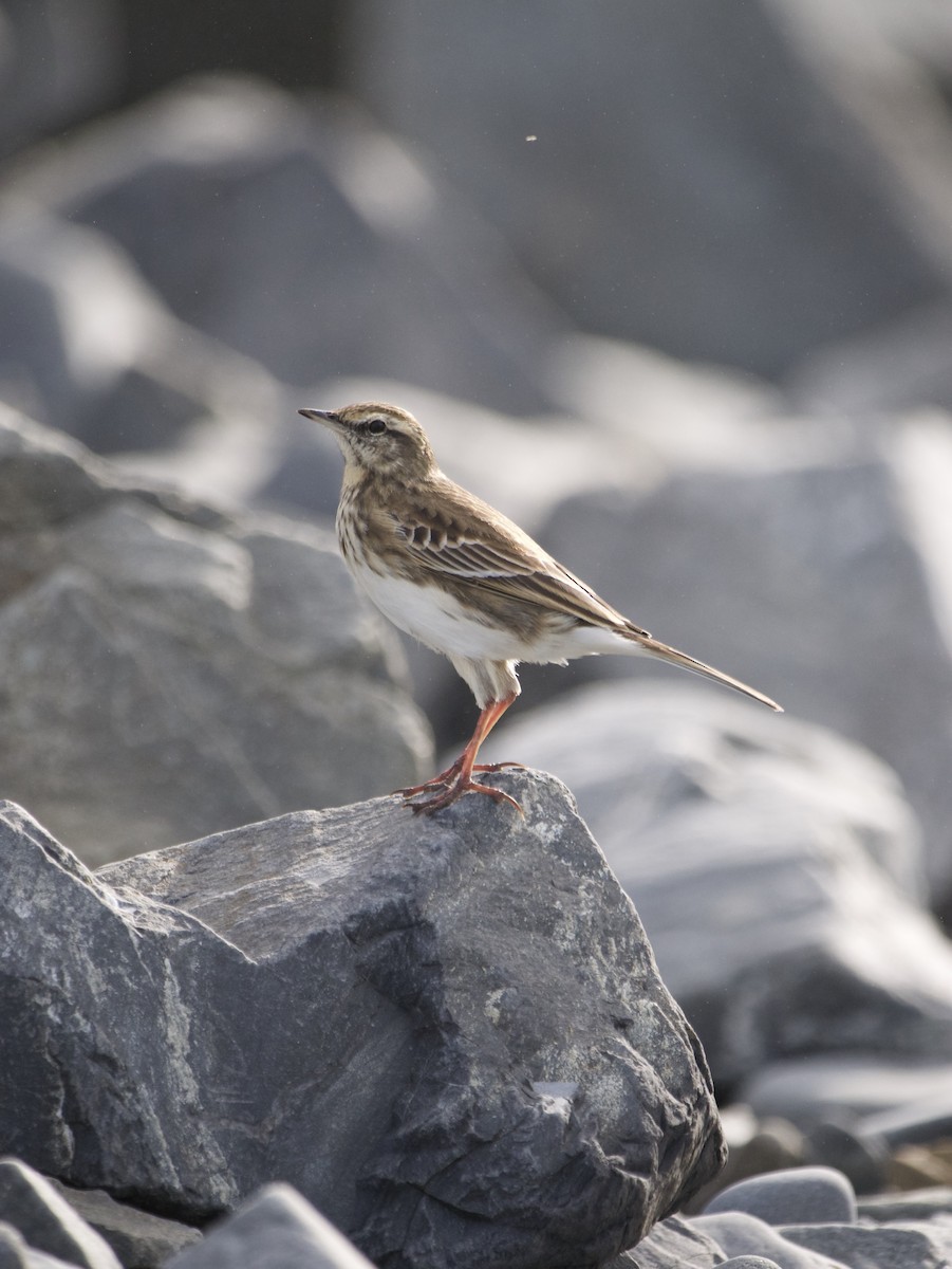 New Zealand Pipit - ML636366303