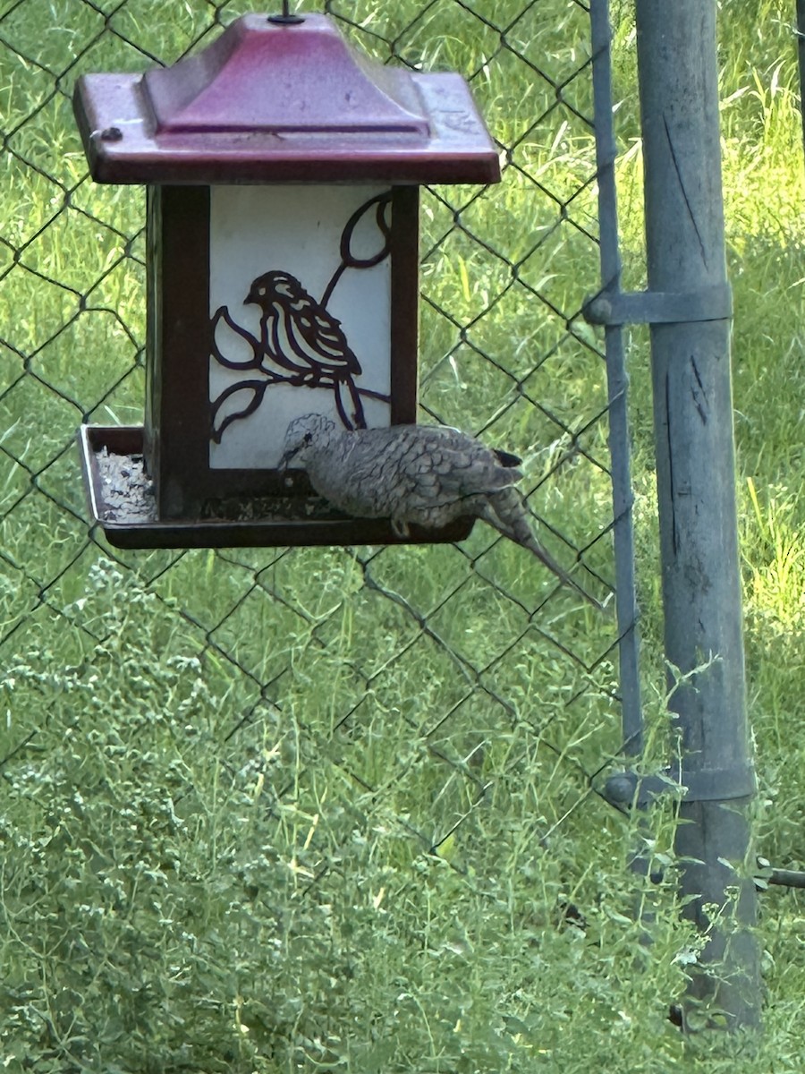 Inca Dove - ML636366304