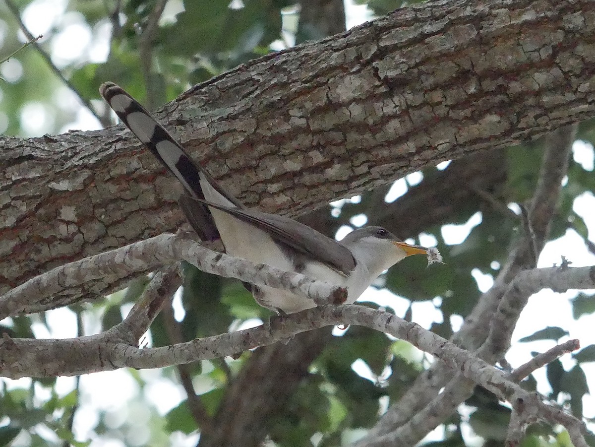 Yellow-billed Cuckoo - ML636366369