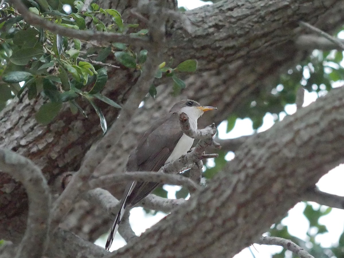 Yellow-billed Cuckoo - ML636366371