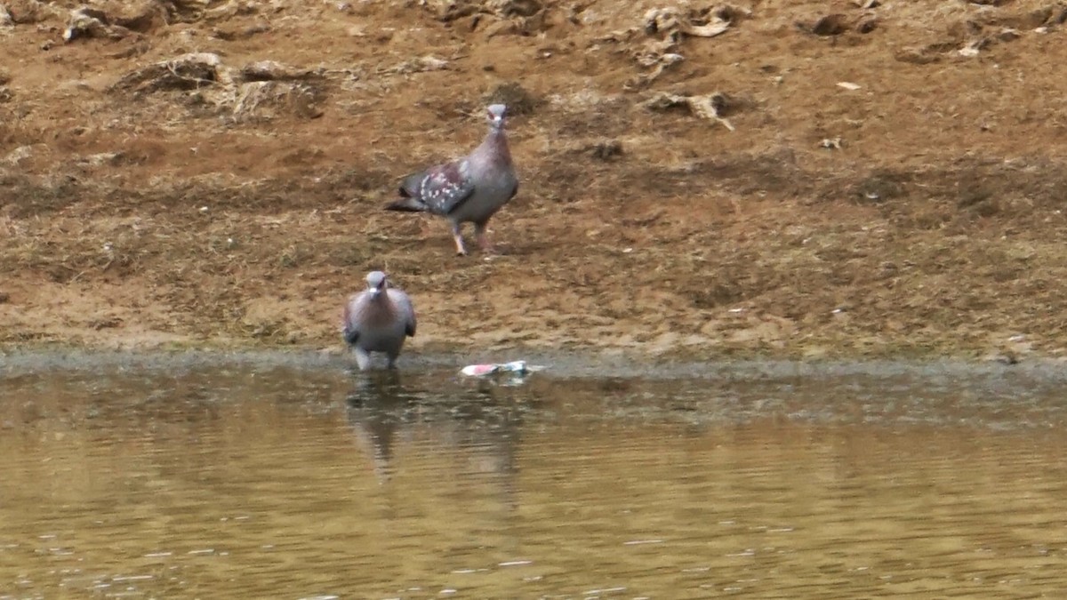 Speckled Pigeon - ML636366375