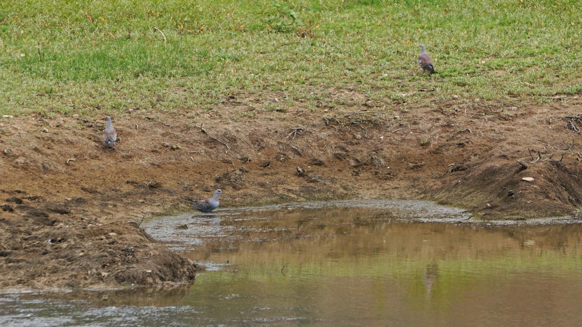 Speckled Pigeon - ML636366376