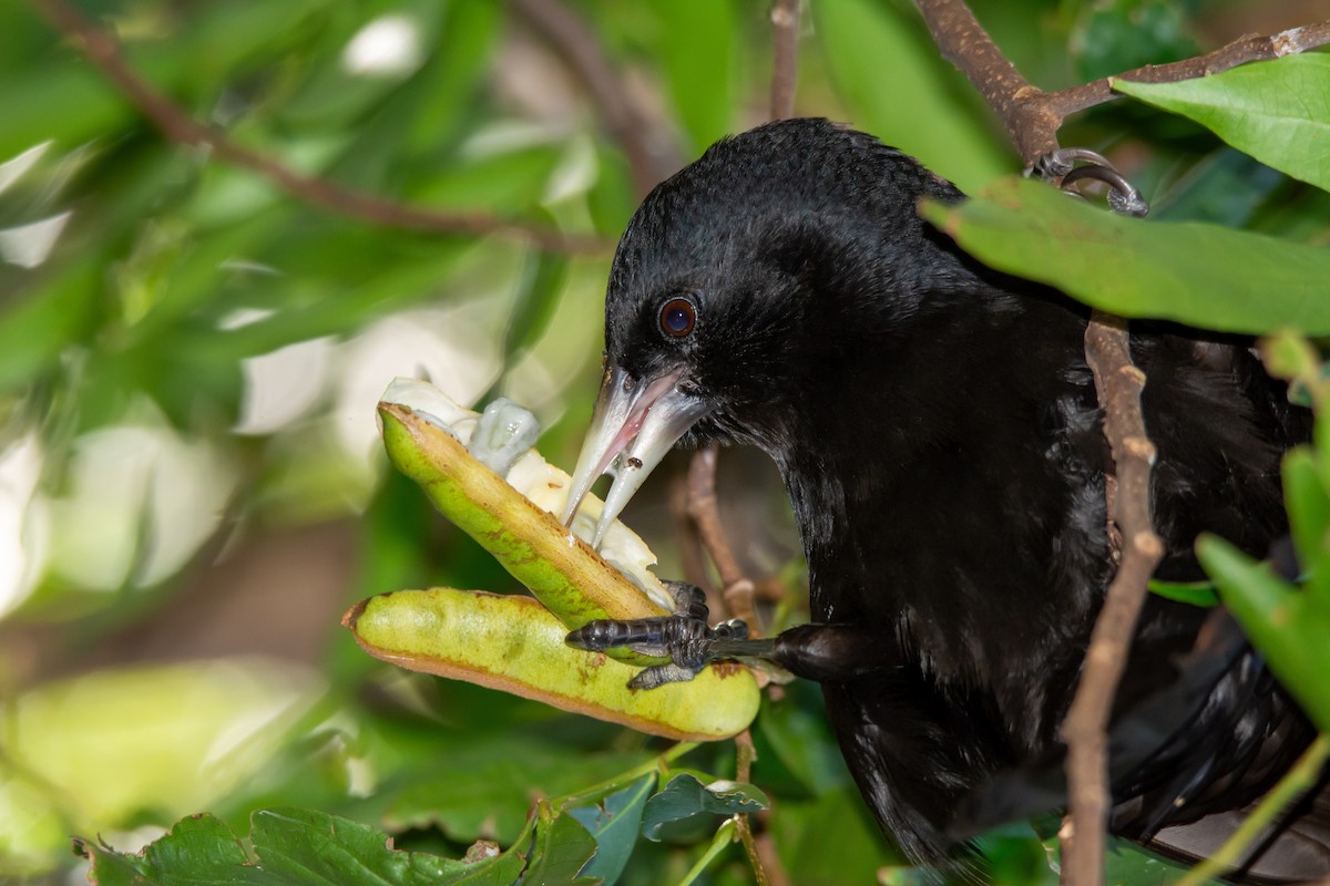 Solitary Black Cacique - ML636366385