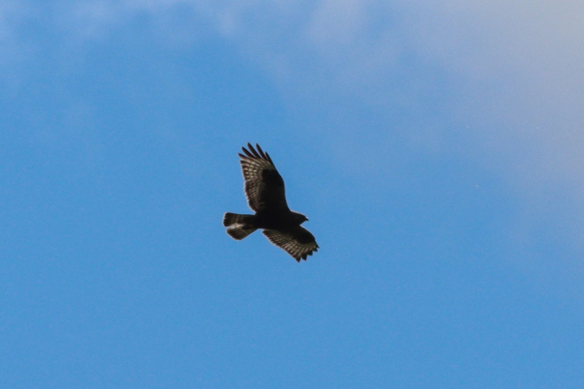 káně rousná - ML636366411