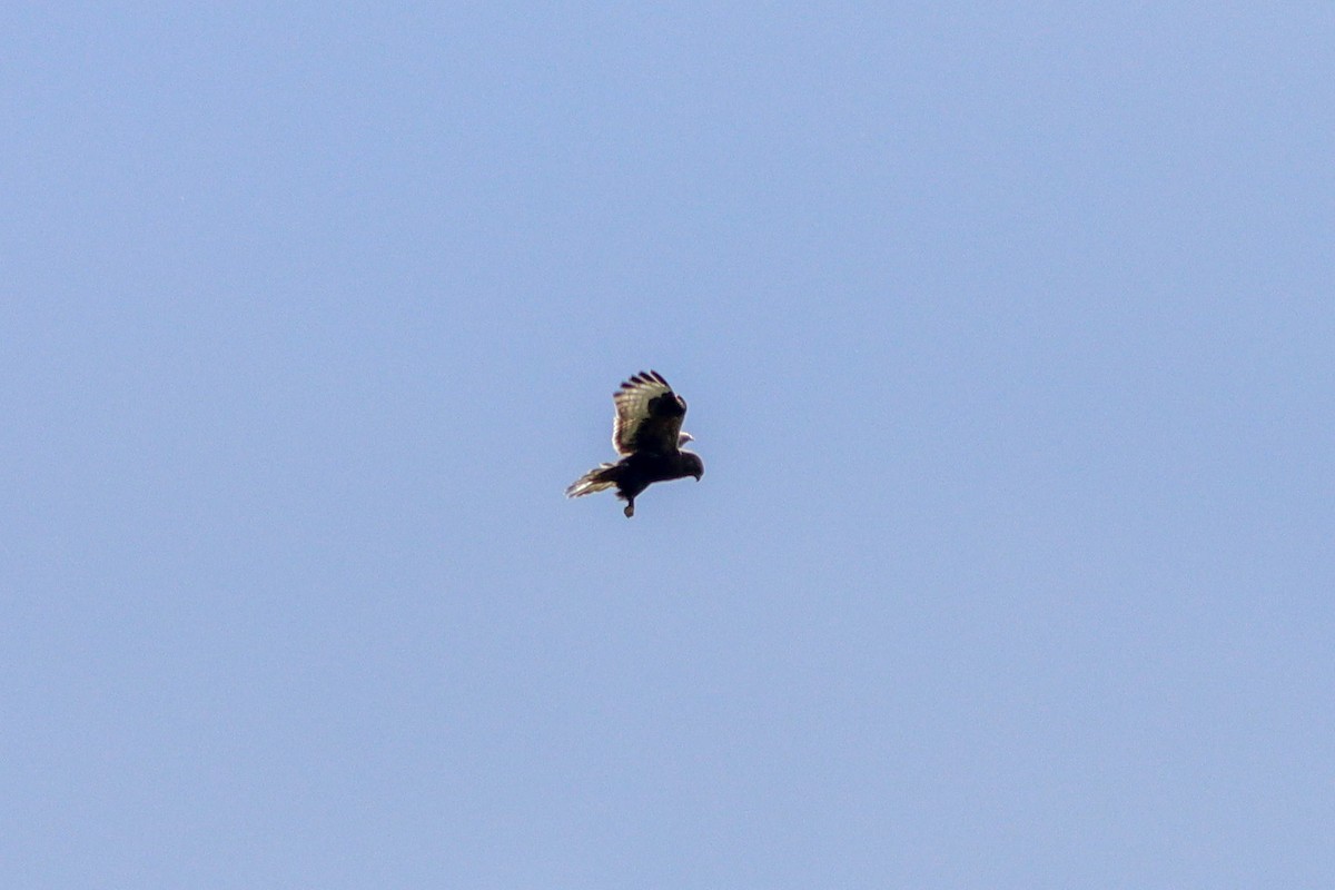 káně rousná - ML636366412