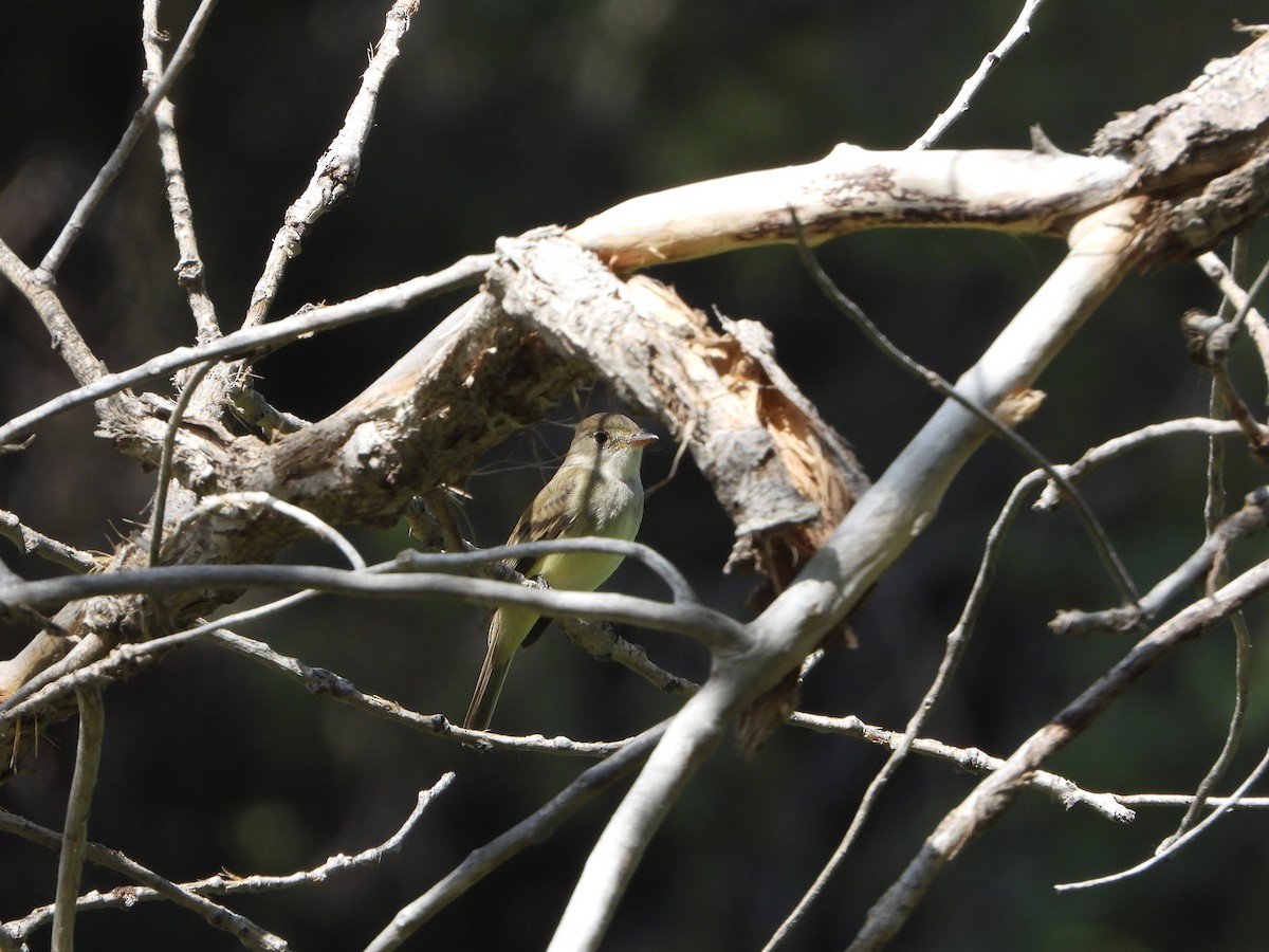 Willow Flycatcher - ML636366456