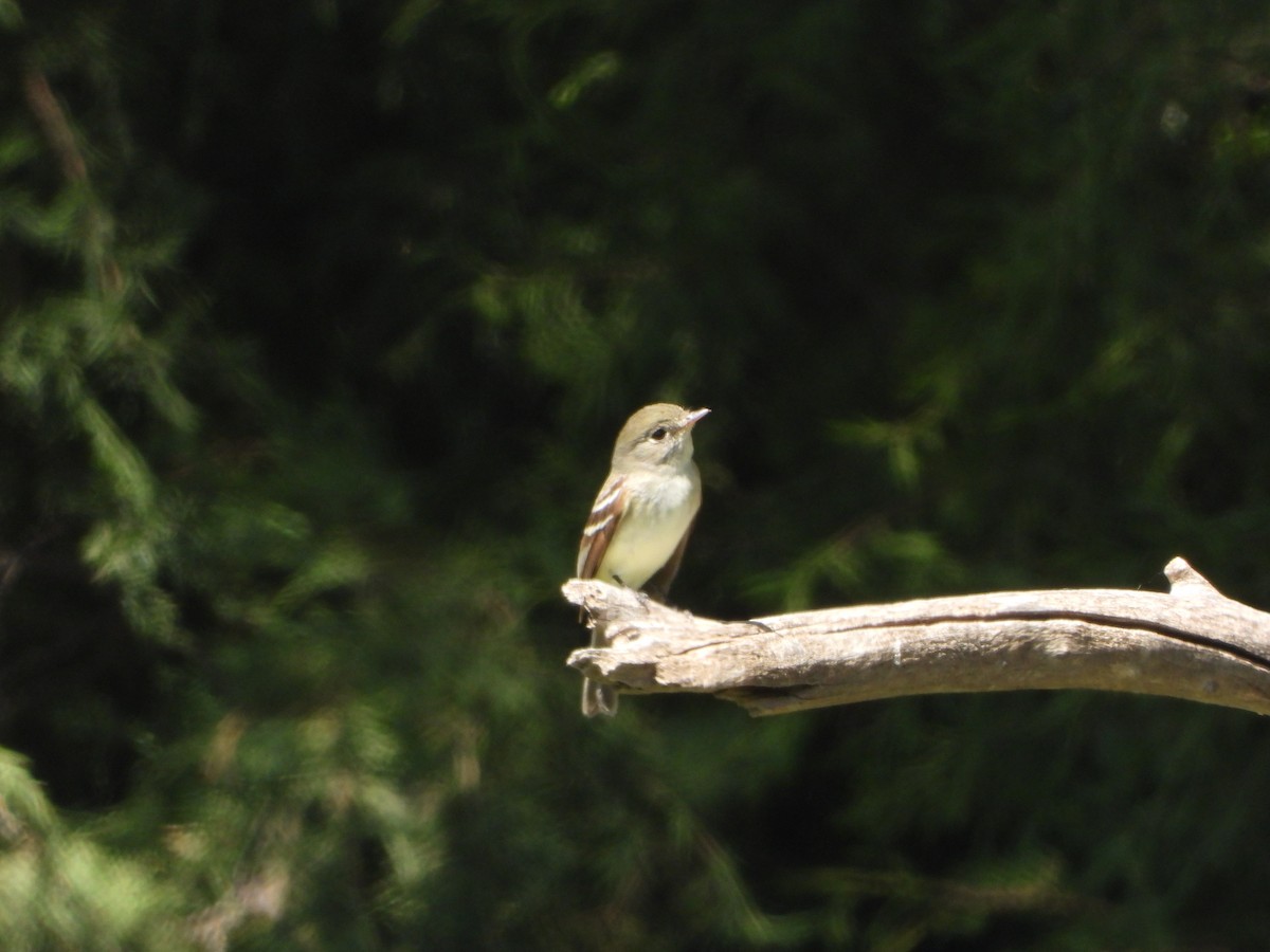 Least Flycatcher - ML636366559