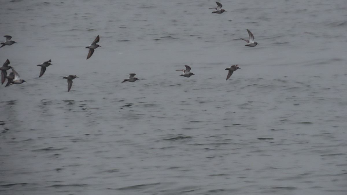Purple Sandpiper - ML636366621