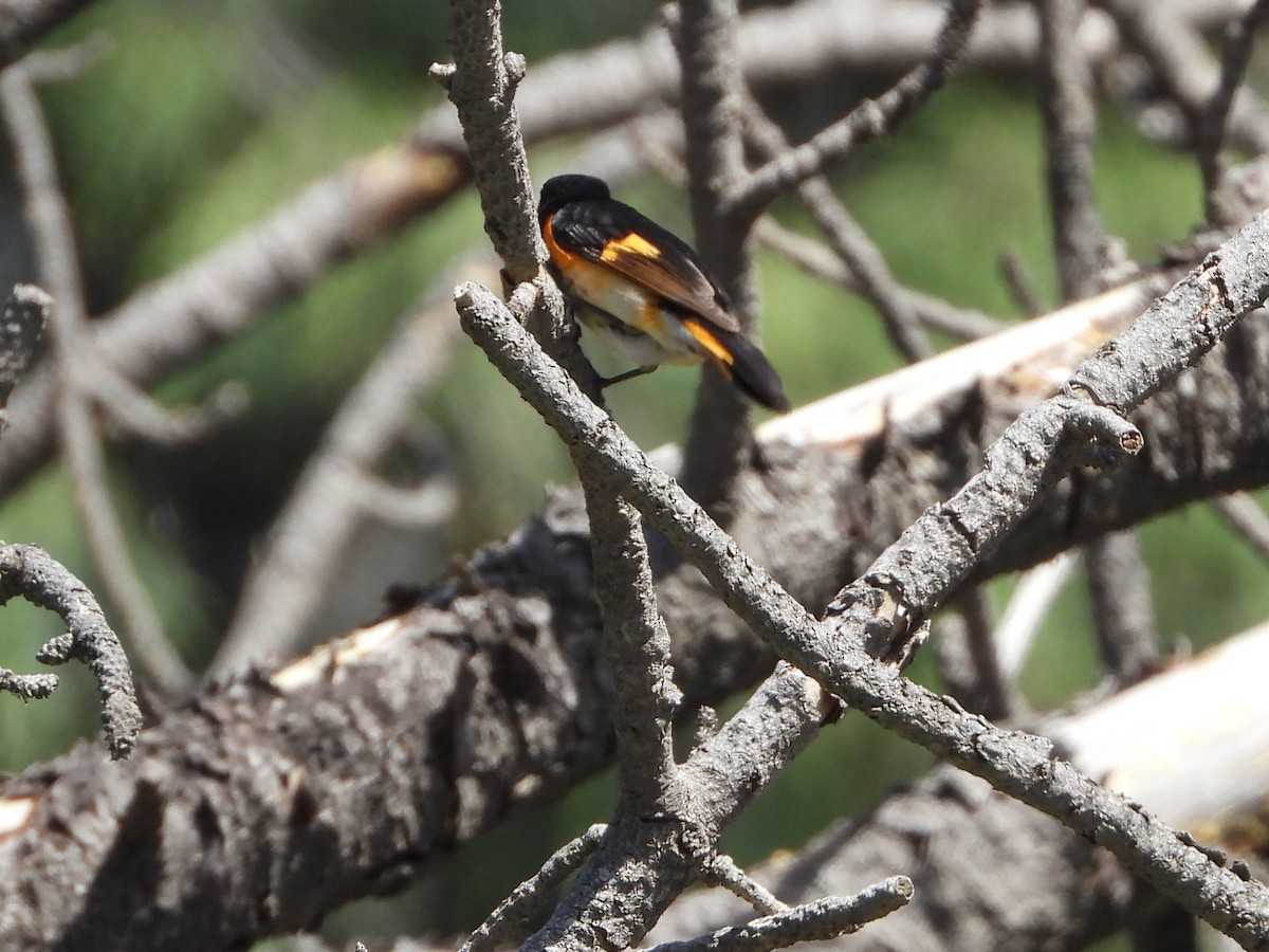 American Redstart - ML636366638