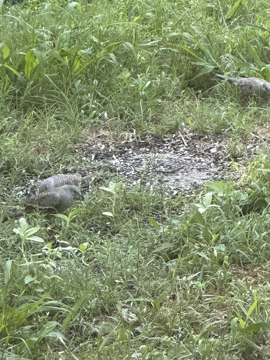 Inca Dove - ML636366731