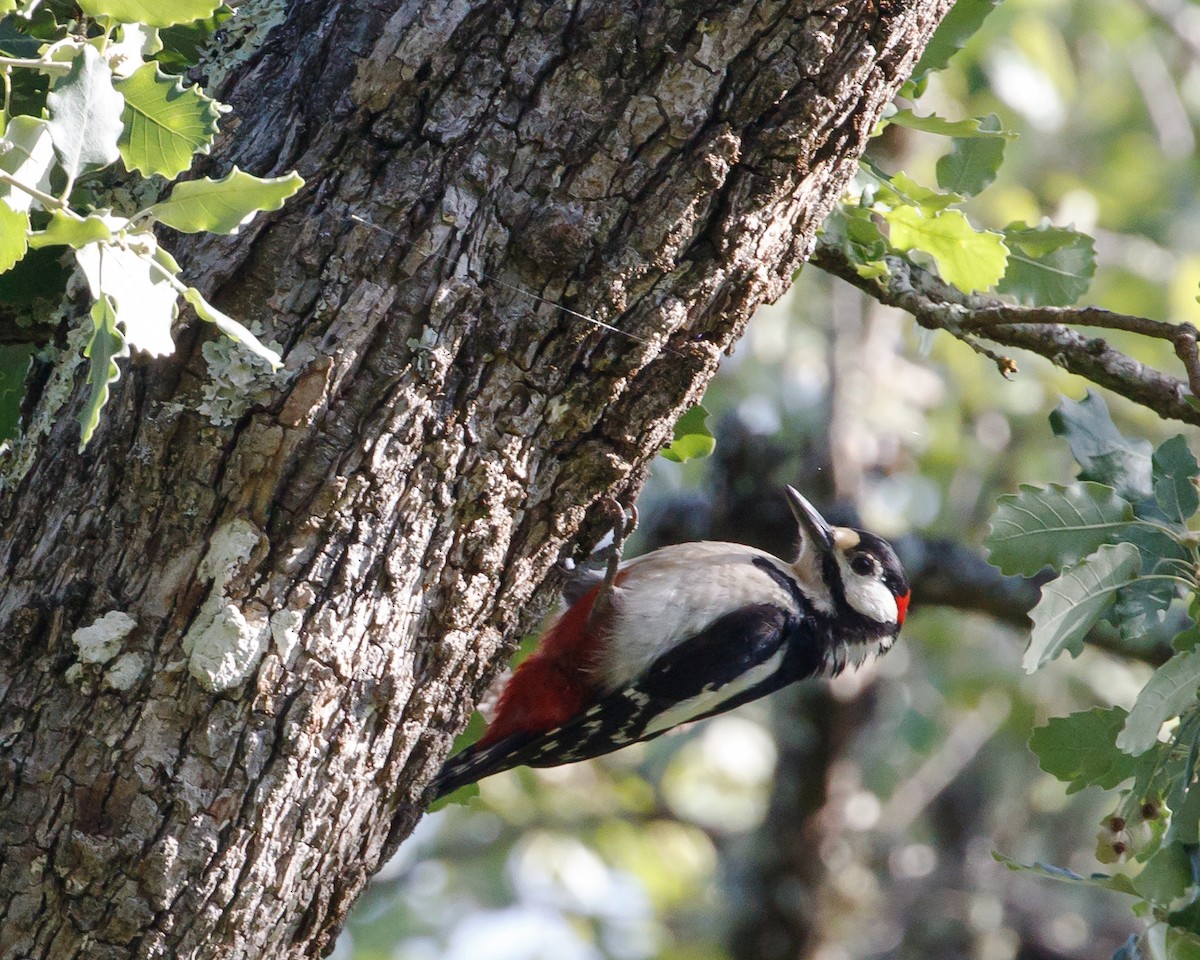 Great Spotted Woodpecker - ML636366732