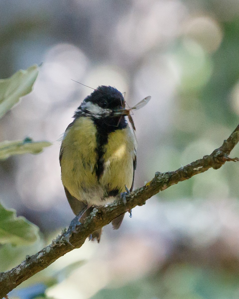 Great Tit - ML636366735