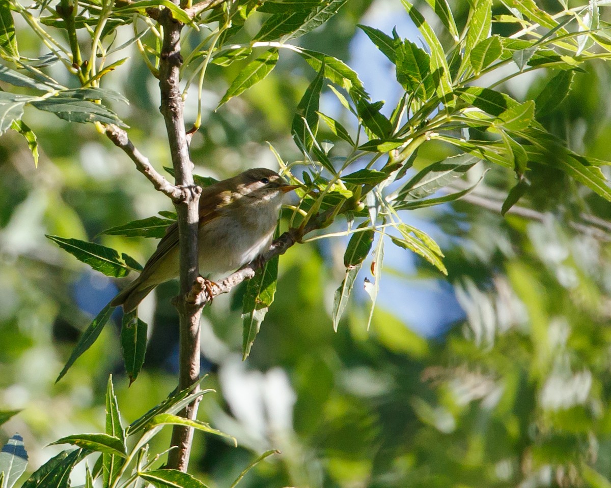 Iberian Chiffchaff - ML636366740