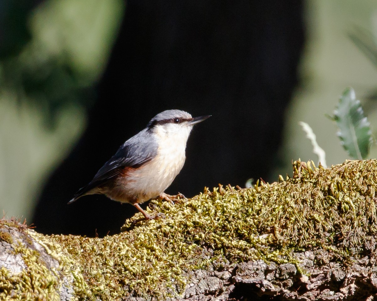 Eurasian Nuthatch - ML636366752