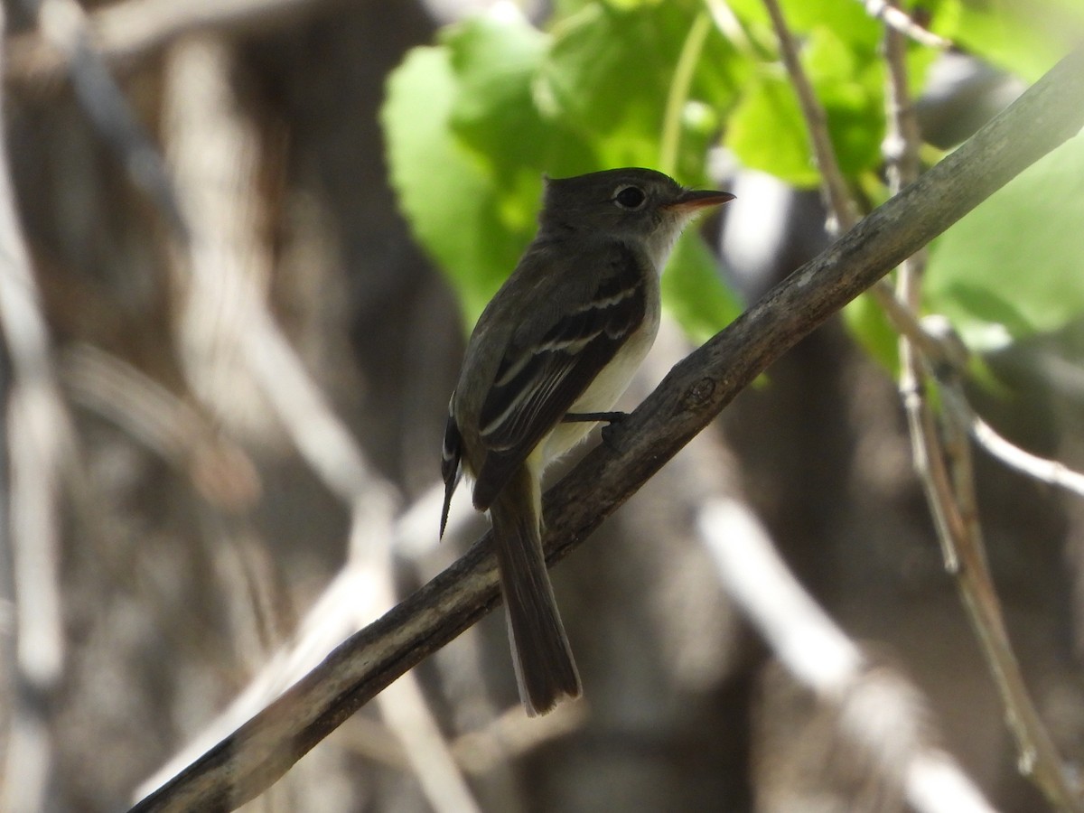 Dusky Flycatcher - ML636366772