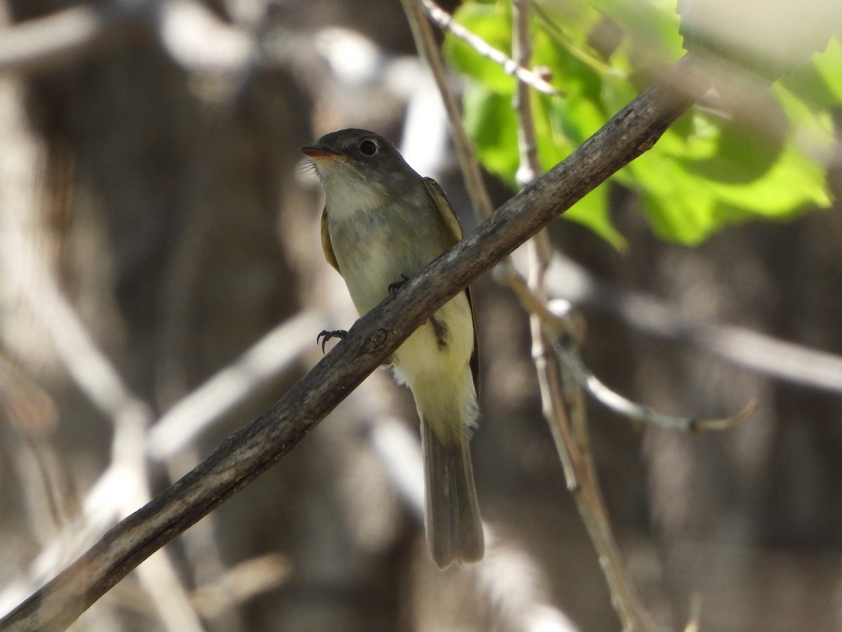 Dusky Flycatcher - ML636366775