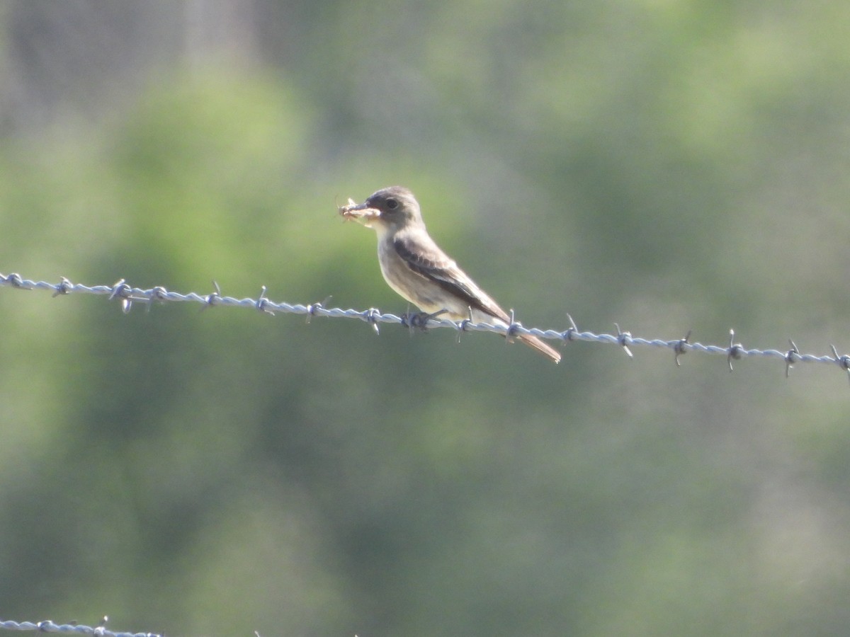 Olive-sided Flycatcher - ML636366897