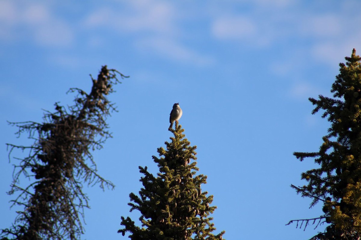 Chipping Sparrow - ML636366942