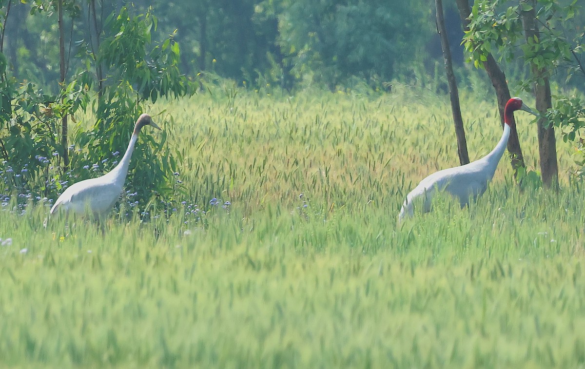 Grue antigone - ML636366943